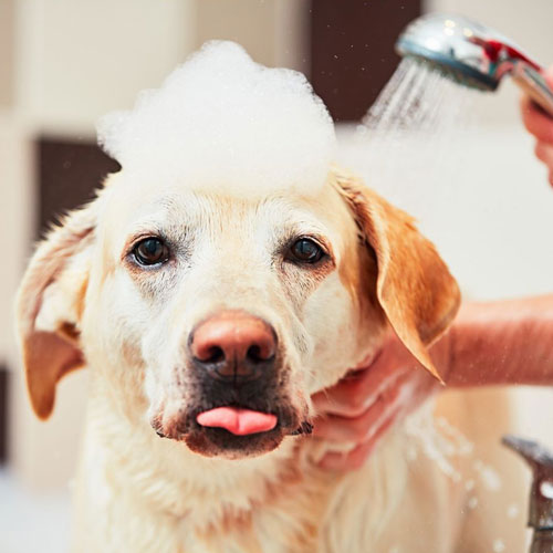 Dog Grooming - Dog Bath