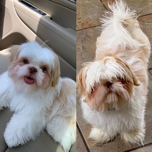 Dog Grooming - Before and After